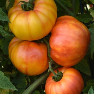Heirloom Tomato 25 Buffalosun Tomato Seeds Garden Seeds