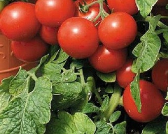 MPB#6 Seeds Large Red Cherry 500 Tomato Seeds