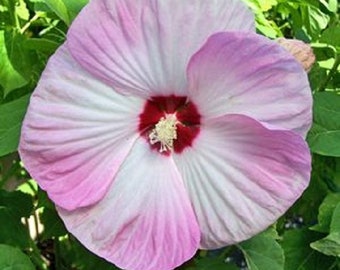 Könnte beinhalten: Eine große, rosa und weiße Hibiskusblüte mit roter Mitte. Die Blüte hat viele Blütenblätter und ist in voller Blüte.