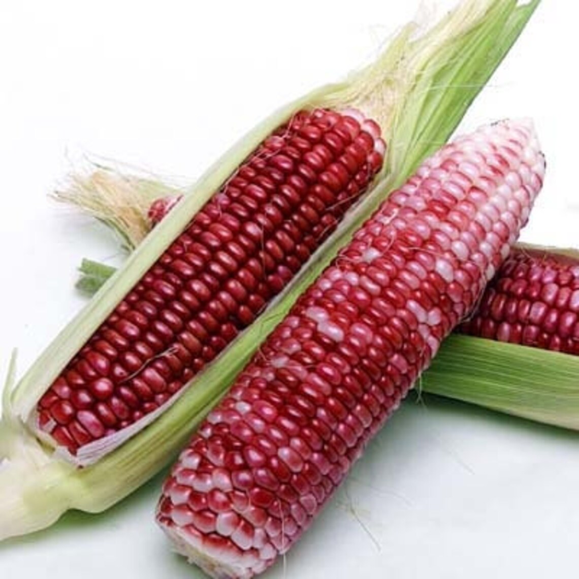Ornamental Corn Seeds 100 Neon Pink Corn Seeds Popcorn Seeds Etsy