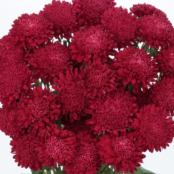 Aster Seeds 50 Seeds Aster Bonita Scarlet Cut Flower Seeds