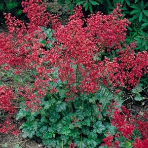 Heuchera Seeds Heuchera Bressingham Hybrids Seeds 50 thru 250 Seeds Coral Bells image 1