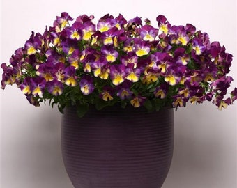 BIN2R11D2 Pansy Cool Wave Raspberry Swirl Seeds 100 Bulk Seeds Trailing Pansy