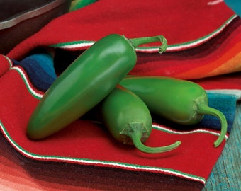 Vegetable 25 Compandre Pepper Seeds Jalapeno Pepper F1 Hybrid