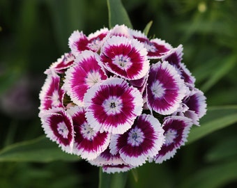 Cut Flowers 50 Pelleted Dianthus Seeds Dianthus Sweet Purple White Bicolor