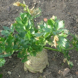 May include: A close-up of a celery root plant with green leaves and a large, bulbous root. The root is pale white and has a rough texture. The plant is growing in brown soil.
