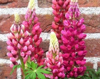 Lupine Seeds Lupini Red 25 Seeds Perennial Seeds Lupinus Seeds