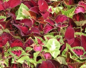 MPB#2 Coleus Seeds Rainbow Mix 300 Coleus Seeds