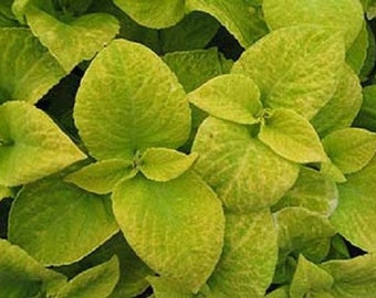 50 Pelleted Seeds Coleus Seeds Wizard Golden