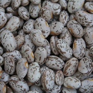 Vegetable Seeds 100 Pinto Bean Seeds Shell Beans 95 days