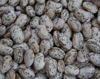 100 Pinto Bean Seeds Shell Beans 95 days