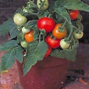 MPB#6 Micro Tom Tomato Seeds Worlds Smallest Tomato Plant 25 Seeds