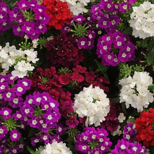 Flower Seeds Verbena Quartz XP Merlot Mix 50 Verbena Seeds