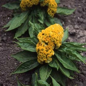 Cockscomb Seeds Celosia Jessica Yellow Seeds 50 Seeds