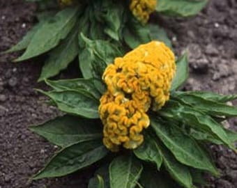 Cockscomb Seeds Celosia Jessica Yellow Seeds 50 Seeds