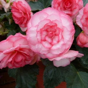 15 Pelleted Begonia Seeds Begonia Go Go Rose Gogo Series Begonia