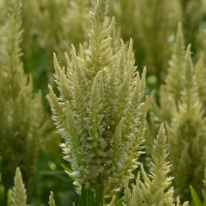 25 Pelleted Celosia Seeds Celosia Sunday™ Green Cut Flowers