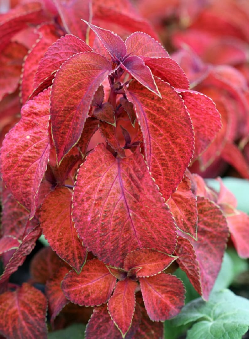 колеус блюме сансет. колеус блюме вечерняя заря. колеус визард сансет. колеус визард сансет. колеус wizard velvet red.