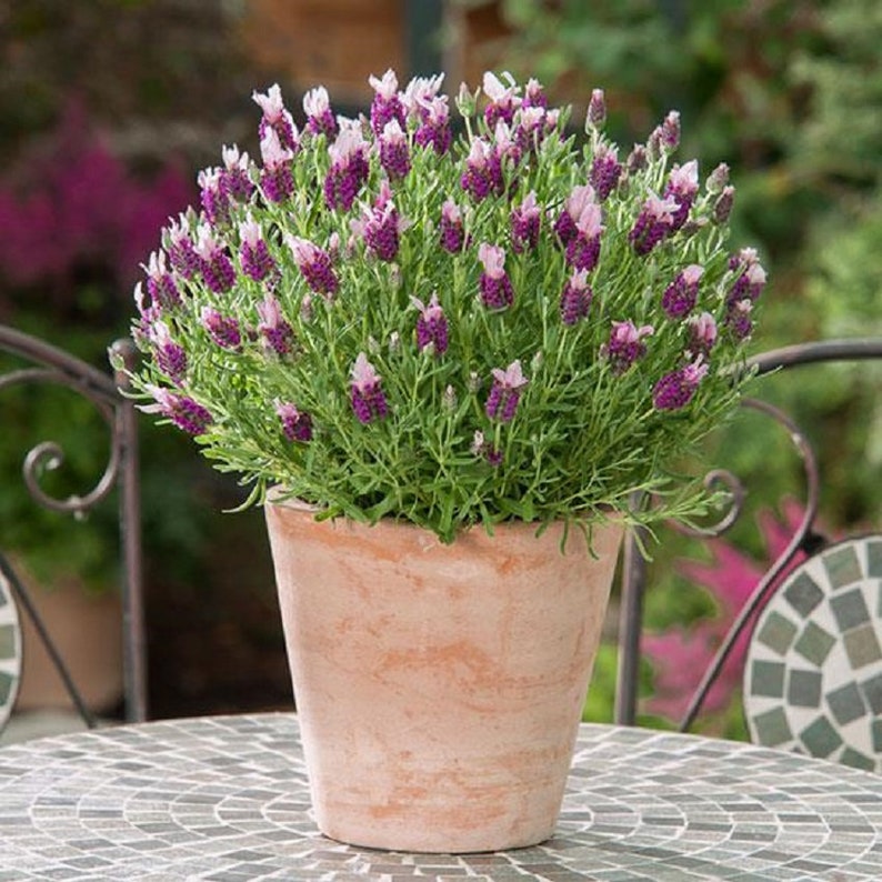 Lavandula Seeds 25 Lavender Bandera Pink Spanish Lavender Seeds - Etsy