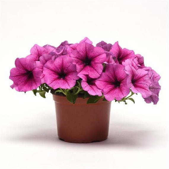 BIN#1R9D1 Easy Wave Petunia Seeds Rose Fusion Wave 25