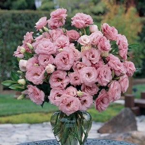 Lisianthus Seeds 25 Seeds Lisianthus Abc Rose Cut Flower Seeds