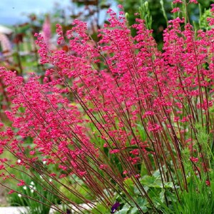 Heuchera Seeds Heuchera Bressingham Hybrids Seeds 50 thru 250 Seeds Coral Bells 100 Seeds