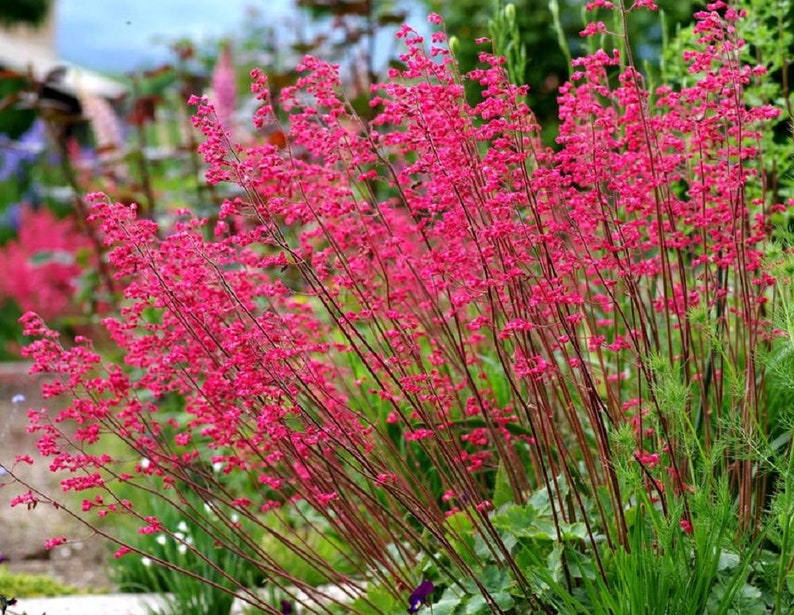 Heuchera Seeds Heuchera Bressingham Hybrids Seeds 50 thru 250 Seeds Coral Bells 100 Seeds