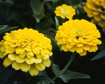 50 Zinnia Seeds Dreamland Yellow Flower Seeds