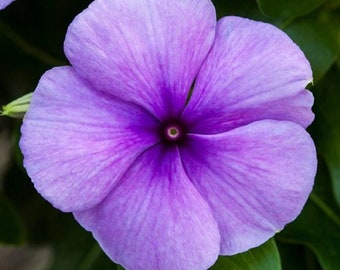 Könnte beinhalten: Eine einzelne, helllila Periwinkle-Blume mit fünf Blütenblättern. Die Blüte hat eine dunkelviolette Mitte.