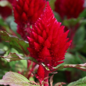 Flower Seeds 50 Celosia Seeds Plumed Kimono Red Flowers