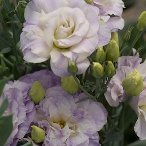 May include: A bouquet of light purple and white lisianthus flowers with green buds.