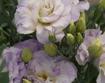 Seed Packets 25 Lisianthus Seeds Mariachi Lavender Pelleted Flower Seeds