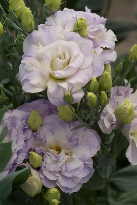 Seed Packets 25 Lisianthus Seeds Mariachi Lavender Pelleted Flower Seeds