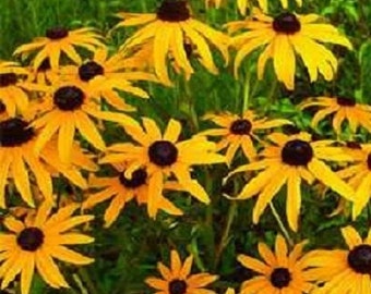 Flower Seeds Black Eyed Susan Seeds 5,000 Seeds
