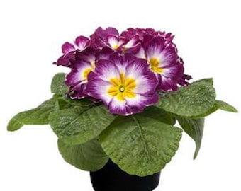 Primula Seeds Primula Early Violet Bicolor 50 Primrose Seeds