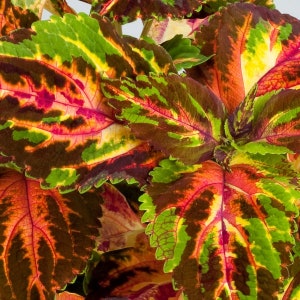 Coleus Seeds Rainbow Multicolor 50 Pelleted Seeds