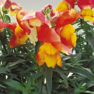 Snapdragon Seeds Floral Showers Apricot Bicolor 250 Seeds
