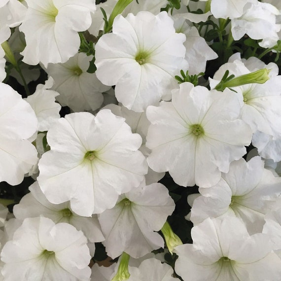 200 Petunia Seeds Pelleted Frost Cherry BULK SEEDS