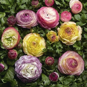 Ranunculus Seeds Mache Vanilla Bicolor Medley 25 Seeds Pelleted Seeds