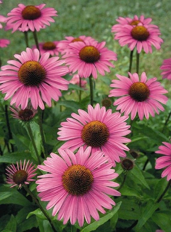 bulk marigold seed Hot Pak Mix Marigold Seeds — Seeds 'n Such main image 1