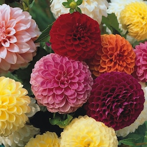 May include: A bouquet of colorful dahlia flowers in shades of pink, red, orange, yellow, and purple. The flowers are arranged in a cluster, with the petals of each flower overlapping.