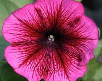 50 Seeds Pelleted Petunia Carpet Plum Nursery Seeds