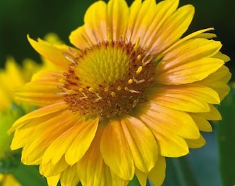 50 Flower Seeds Gaillardia Arizona Apricot Blanket Flower