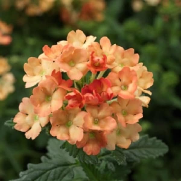 BIN#1R3D3 Verbena Seeds Obsession Apricot 50 Verbena Seeds