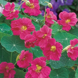 Nasturtium Seeds 25 Nasturtium Whirlybird Cherry Rose Seeds
