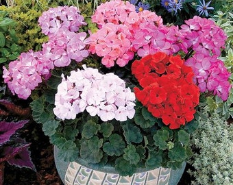 Bulk  Flower Seeds 100 Seeds Geranium Logro Nano Mix