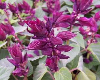 Salvia Seeds Vista Purple 50 thru 500 Seeds Bulk Flower Seeds