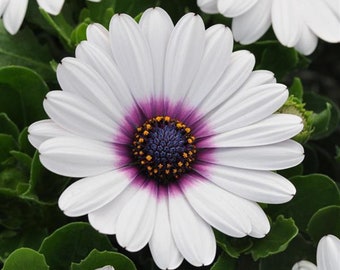 BIN#1D#2 Osteospermum Seeds 100 Bulk Osteospermum Akila White Purple Eye