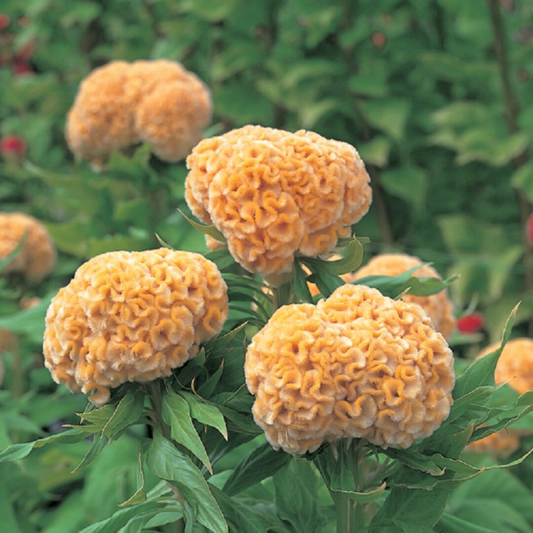 Celosia Seeds 50 Seeds Celosia Kurume Gold Cockscomb Seeds - Etsy