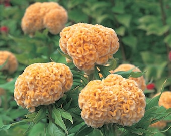 Celosia Seeds 50 Seeds Celosia Kurume Gold Cockscomb Seeds